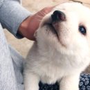 댕댕이냥냥 이미지