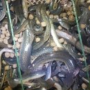 장원건강원 이미지