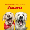 골든독 | 💛요세라 견종백과💛 골댕이, 왕크왕귀 천사견 골든 리트리버 성격, 특징, 분양시 주의점!