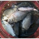 영인 낚시터 이미지