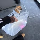 주공 이편한 마트 | [양평 반려동반] 팔레드차밍 게터웨이 2박3일 연박 후기 ㅣ 내돈내산