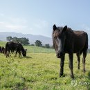 국립축산과학원 난지축산연구소 이미지