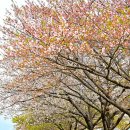 호수정원 이미지