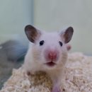 체리쉬펫 이미지