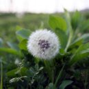 민들레 이미지