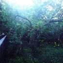 반딧불이 생태학교 이미지