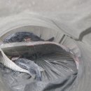 k1한국바다낚시터 이미지