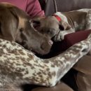 쓰담쓰담 이미지