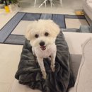 돌돌 | 강아지 소고기 간식 레디펫고 맛츄 우설돌돌 급여 후기