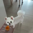 루루애견샵