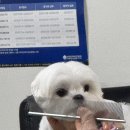 안산크라운애견미용학원