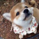 봉자