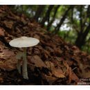 독우산광대버섯 Amanita virosa (Fr.) Bertillon 이미지