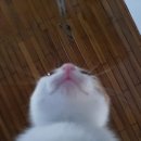 영화도장