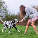 도그앤캣 이미지