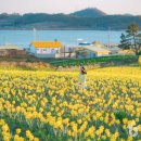 선도수선화 이미지