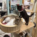 내친구고양이 | 명동역고양이카페 추천, 고양이놀이터 명동점 명동고양이카페 힐링 후기 🐾