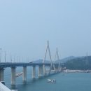 바다멋쟁이