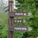 대봉산자연휴양림 티스토리