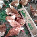 유나네 자연숲 농장 이미지