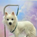 더 예쁘개 | 오늘도예쁘개 동탄애견미용샵에 다녀온 솔직후기예요