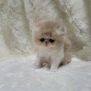 스파리버 캐터리 이미지