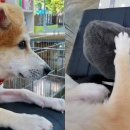 멍멍이와냥이