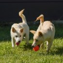 동물농장 이미지