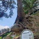 동로치안센터 이미지