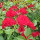 백세건강원 - 홍성군 갈산로120번길 12-7 | 백세건강원