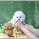 리얼펫강아지고양이분양
