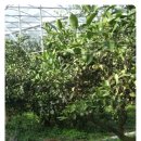 손별농장 이미지