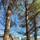 송용리1 | 세종시 장욱진 생가, 기념탑 : 개방하지 않아서 허탕쳤네요~