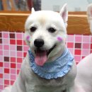 펫시스터즈 이미지