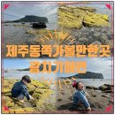 제주도 동쪽 가볼만한곳 광치기해변 물때보는법 해양생물 포토존스팟 자세한후기
