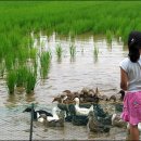대~한민국의 아이디(7) - 만들어 가는 의지의 공부길, "쌀이 곧 사람이다" 이미지