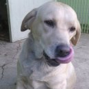 써니/2살/여아/32키로/래브라도 리트리버 이미지