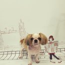 복실애견 이미지