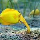 별난고기 이미지