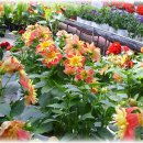 방글목장 이미지