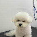 댕바이미 이미지