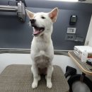 펫119 이미지