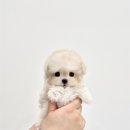 천안강아지분양 우리집퍼피 천안아산본점 (하이도그) 이미지