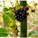 지푸라기농장 이미지