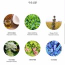 인셀덤예