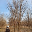 조경만 농장 이미지