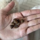 강아지 다이어트 사료 추천, 본아페티 슬림앤조인트케어 오리고기 소프트 사료 후기