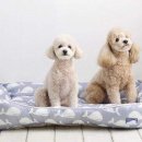 오구오구 Daum카페