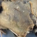 숲속의향기 이미지