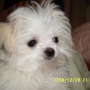 강아지 대통령 이미지